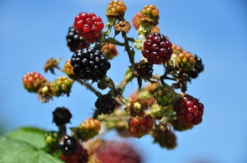 Die gesündesten Lebensmittel Anleitung Bild mittig-oben piqs.de, CodeFlatter, "Erste Brombeeren 2010" (CC BY 2.0 DE)