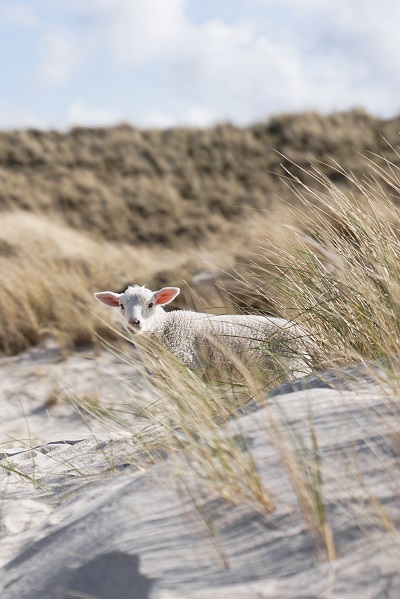 Sylt im Norden: Von Westerland bis List Bild oben unsplash.com, T. Kaiser
